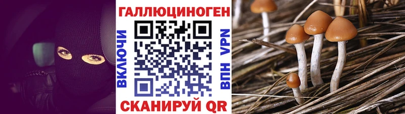Галлюциногенные грибы Cubensis  закладка  Болгар 